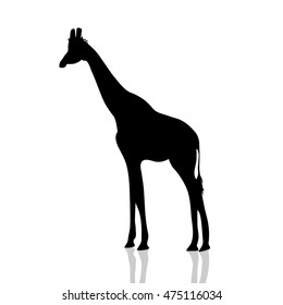 Vector illustration of a giraffe on white background.