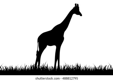 Vector illustration of a giraffe on white background.