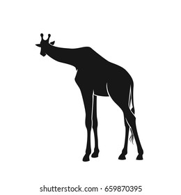 Vector illustration of giraffe silhouette isolated on white