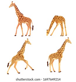 Vector illustration of giraffe in various poses isolated on white background