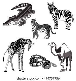 vector illustration giraffe, zebra, crocodile, camel, snake and tiger. black and white and gray