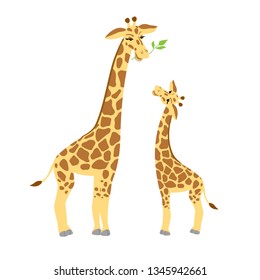 Vector illustration with Giraffes family. 