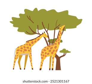 Vector illustration of giraffes munching on leaves from trees. Designed in flat cartoon style, suitable for animal watching themes on isolated background.