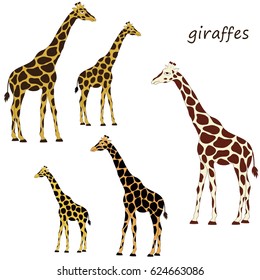 Vector illustration with giraffes on white background