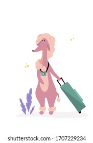 Vector illustration of the girl-poodle with the camera and the suitcase. Illustration of traveling girl. Flat style illustration on white background.  Cartoon illustration of the pink dog