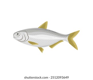 Vector illustration of Gizzard Shad