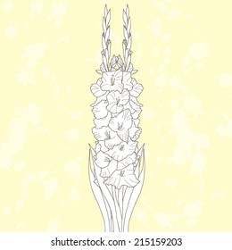 Vector illustration with gladiolus