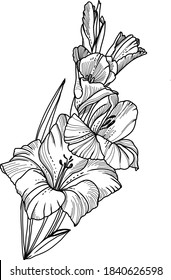 Vector illustration with Gladiolus flower
