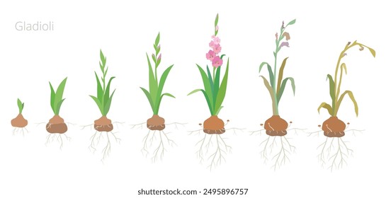 Vektorgrafik von Gladiolus-Blütenwachstumsstadien. Pflege von Pflanzen. Verwelkte und getrocknete Pflanzen einschließen