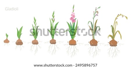 Vector Illustration of Gladiolus Flower Growth Stages. Caring for plants. Include wilted and dried plants