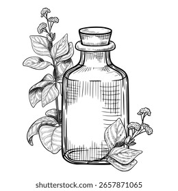 Vektorgrafik der Glas-Tropferflasche mit Oregano- und Basilikumblättern. Lineare Zeichnung für Naturheilmittel-Etiketten, pflanzliche Kosmetikverpackungen oder alternative Medizin-Design-Projekte.