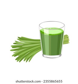 Vector illustration, a glass of wheatgrass juice, with a bunch of fresh wheatgrass, scientific name Triticum aestivum, isolated on white background.