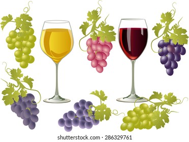 Vector illustration of glasses of wine and bunches of grapes. Two glasses with white and red wine on a white background and a bunch of grapes of different varieties.