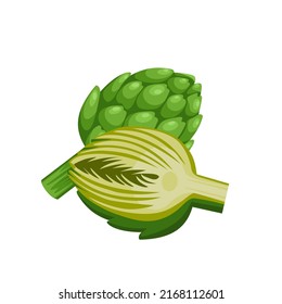 Vector illustration of Globe artichoke or green thistle Flower bud of cynara cardunculus. isolated on white background. healthy green vegetables.