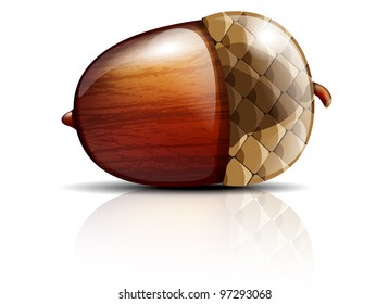 Vector illustration of glossy acorn on white background