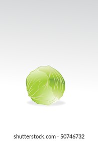 vector illustration of glossy cabbage, vector wallpaper