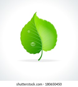 Vector illustration. Glossy green detailed leaf