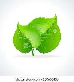 Vector illustration. Glossy green detailed leaves