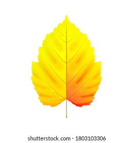 Vector illustration of glossy yellow and red autumn leaf isolated on white background. Floral element.