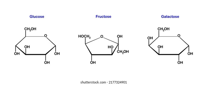 Vector Illustration Of Glucose, Fructose And Galactose Which Is Monosaccharide On White Background.