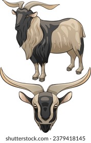 Vector illustration of a goat. Breed of Arapawa goat