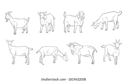 vector illustration of goat isolated on white background.