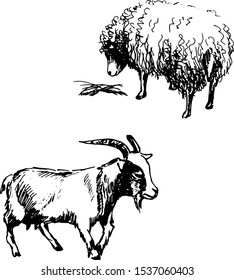 Vector illustration. Goat and sheep. Black and white sketch set of domestic animals.