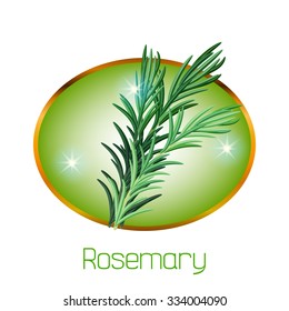 Vector illustration with the golden frame in which is located culinary herb. In the center of frame shown plant, which is called the rosemary.