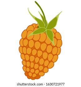 Vector illustration of golden raspberry isolated on white background