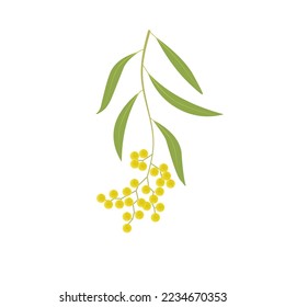 Ilustración vectorial, flor de wattle dorada o Acacia pycnantha, aislada sobre fondo blanco.