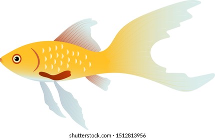 vector illustration of a goldfish