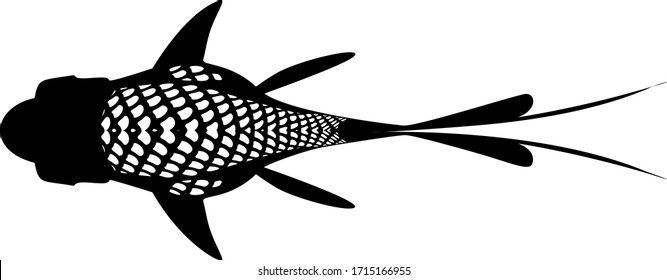 Vector illustration of a goldfish 