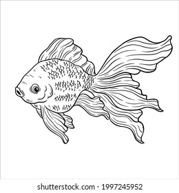 vector illustration of goldfish hand draw or sketch style