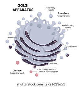 Vector illustration of the Golgi apparatus, an essential cell organelle in biology and microbiology