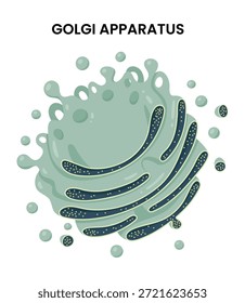 Vektorgrafik des Golgi-Apparates, einer essenziellen Zellorganelle in Biologie und Mikrobiologie