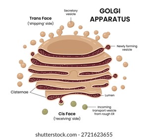 Vektorgrafik des Golgi-Apparates, einer essenziellen Zellorganelle in Biologie und Mikrobiologie