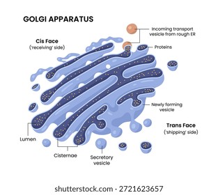Vector illustration of the Golgi apparatus, an essential cell organelle in biology and microbiology