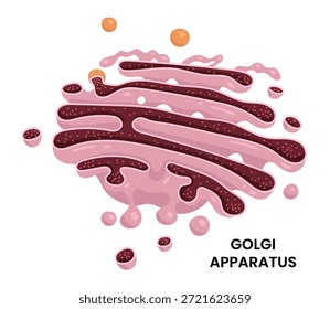 Vektorgrafik des Golgi-Apparates, einer essenziellen Zellorganelle in Biologie und Mikrobiologie