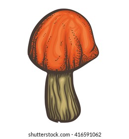 Vector illustration with good for eat mushroom on white background.