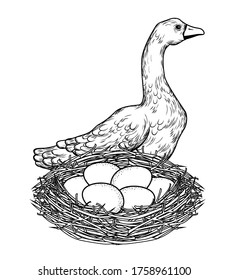 Vector illustration of a goose with a nest of eggs
