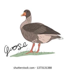 Vector illustration of goose. Sketch. Hand drawn lettering. Black outline. Isolated on white background.