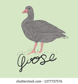 Vector illustration of goose. Sketch. Hand drawn lettering. Black outline. Green background.