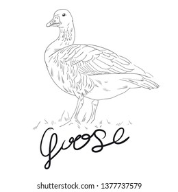 Vector illustration of goose. Sketch. Hand drawn lettering. Black outline. Isolated on white background.