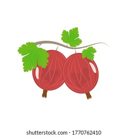 Vector illustration of a gooseberry branch on a white background.