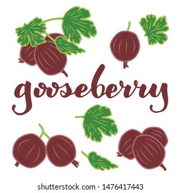 vector illustration of gooseberry and leaf design isolated with lettering gooseberry background white and berry EPS10