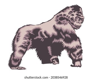 Vector illustration of Gorilla in vintage style isolated on white background.