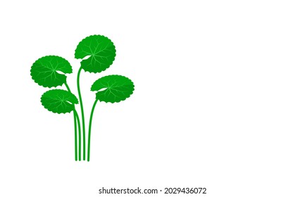 Vector illustration, Gotu kola or Asiatic pennywort (Centella asiatica), medicinal plant in ayurvedic medicine.
