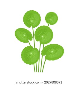 Vector illustration, Gotu kola or Asiatic pennywort (Centella asiatica), medicinal plant in ayurvedic medicine.