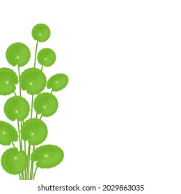 Vector illustration, Gotu kola or Asiatic pennywort (Centella asiatica), medicinal plant in ayurvedic medicine.