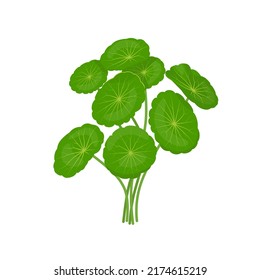 Vector illustration, gotu kola or Centella asiatica, isolated on white background.